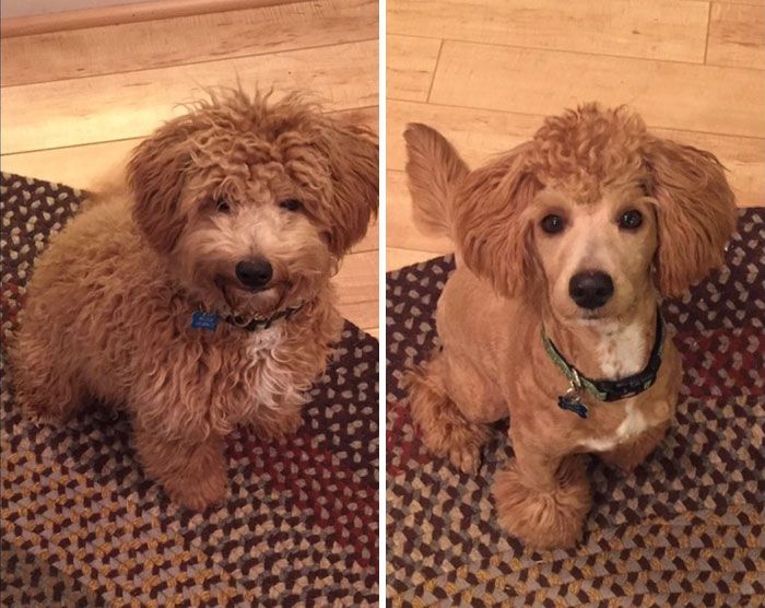 two pictures of a dog sitting on the floor and one is looking at the camera