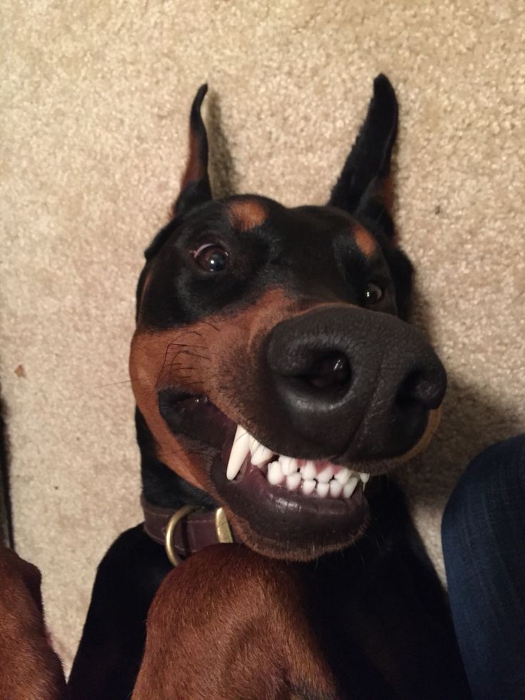 a black and brown dog laying on the floor with its mouth open, smiling at the camera