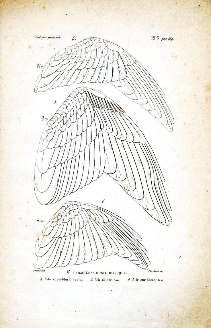 an old book with two drawings of wings