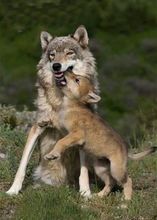 two wolfs playing with each other in the grass