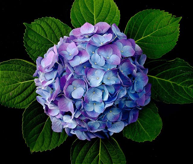 a blue and purple hydrangea flower with green leaves around it on a black background