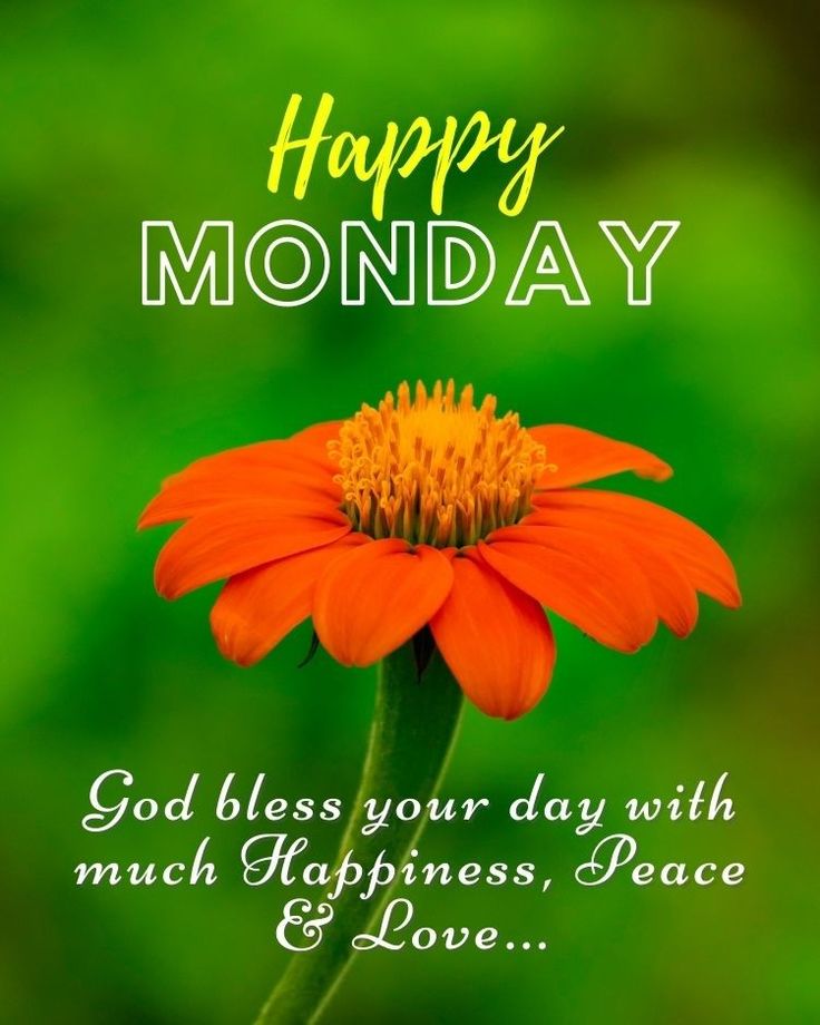 an orange flower with the words happy monday written in white lettering on it and green background