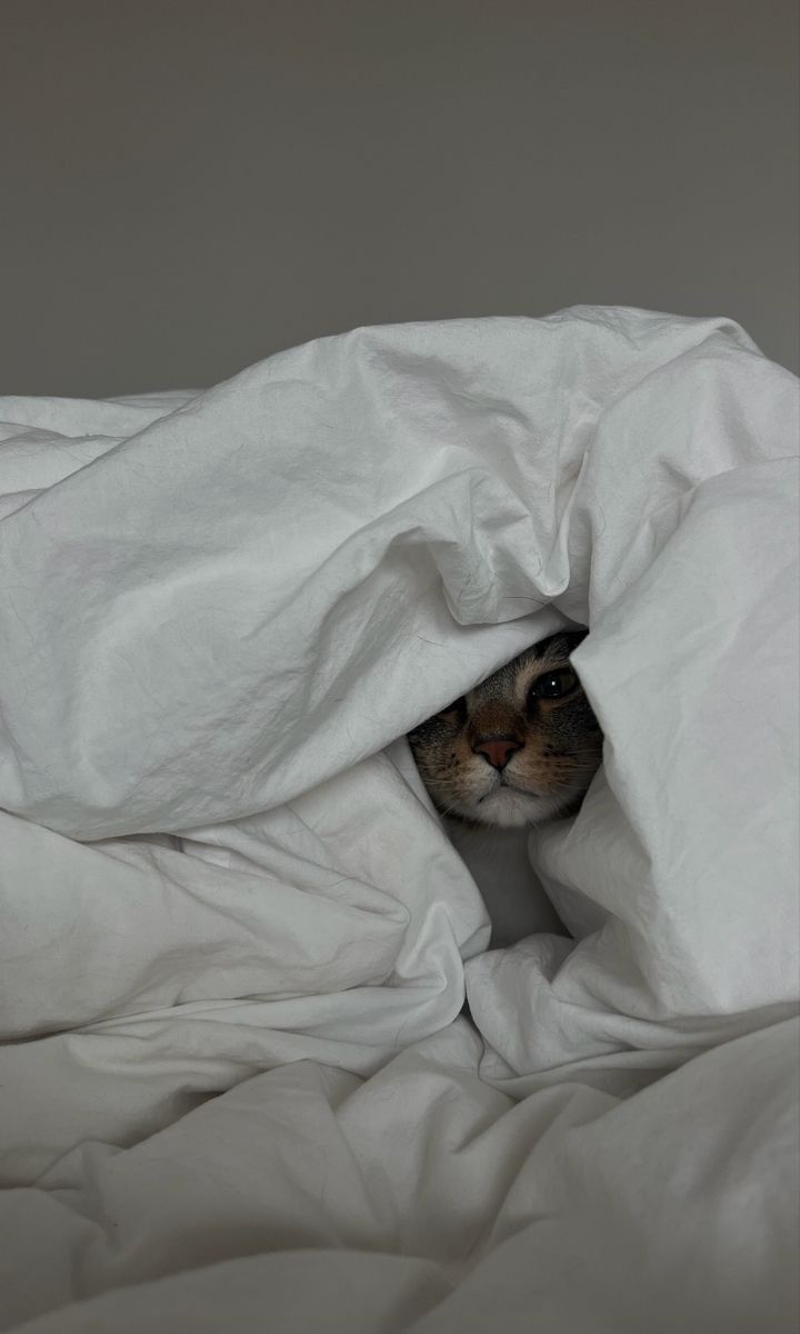 a cat peeking out from under a white blanket