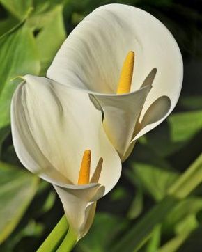 two white flowers with yellow stamens in the foreground and green leaves in the background