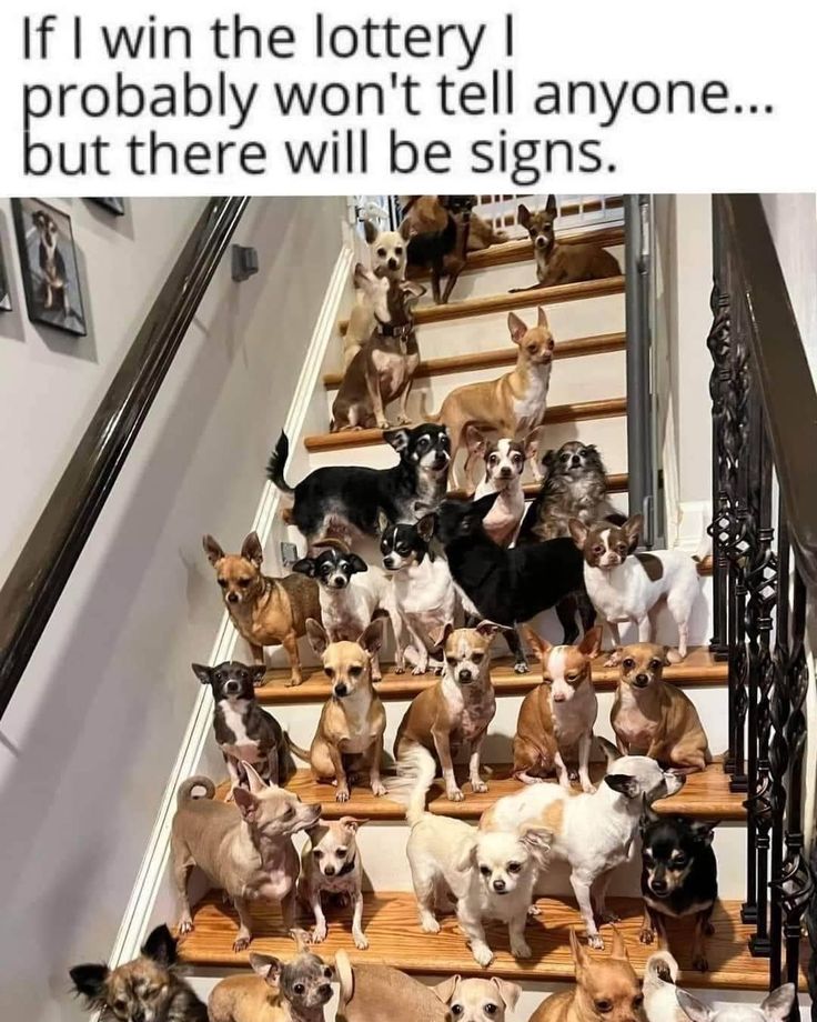 a bunch of dogs that are standing on some stairs together and one dog is looking at the camera