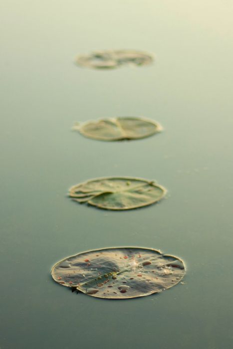 four water lilies floating on top of a body of water with leaves in the middle