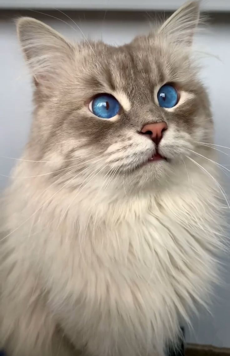 a close up of a cat with blue eyes