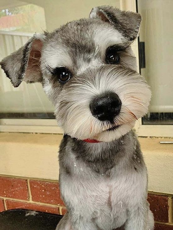 a gray and white dog sitting on top of a counter next to a brick wall