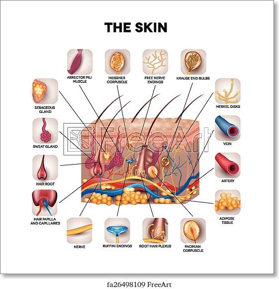 diagram of the skin with all parts labeled