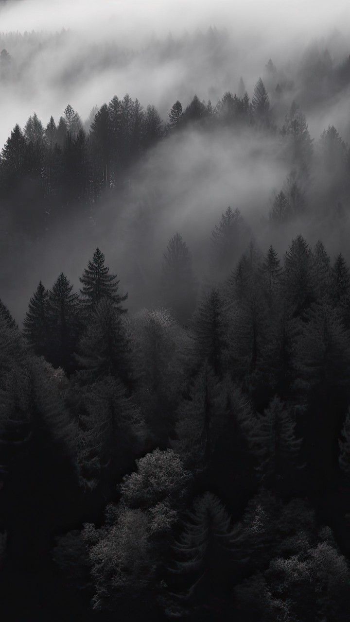 black and white photograph of trees in the foggy forest with low lying clouds above them