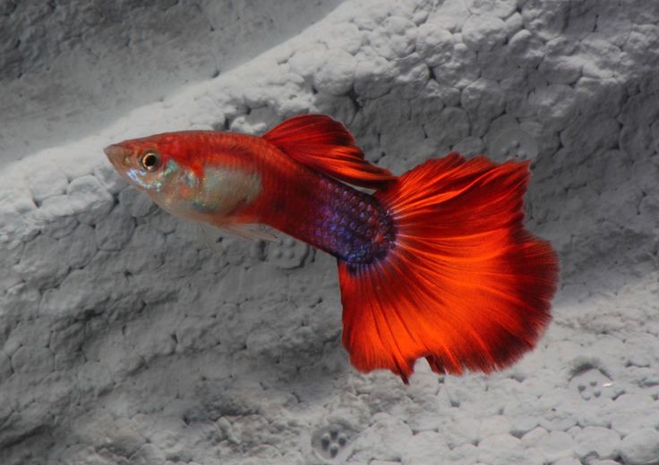 a red and purple fish sitting on top of a white rock filled with water next to rocks