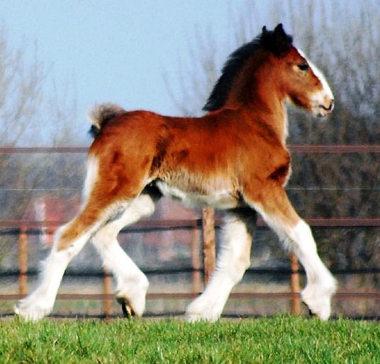 a brown and white horse walking across a lush green field