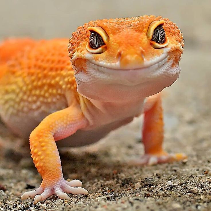 an orange and white lizard sitting on the ground