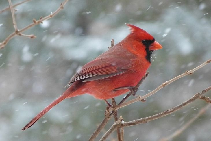 a red bird sitting on top of a tree branch in the snow with it's beak open