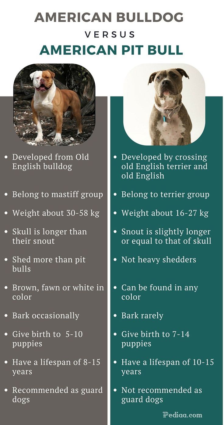 the american bulldog vs american pit bull info sheet is shown in green and gray colors