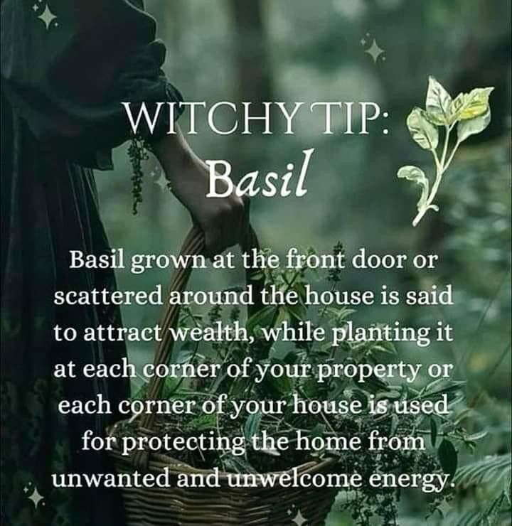 Moss Witchcraft, Candles Crystals, Magickal Herbs, Witchy Tips, Green Witchcraft, Basil Oil, Witch Spirituality, Witch Garden, Magic Spell Book