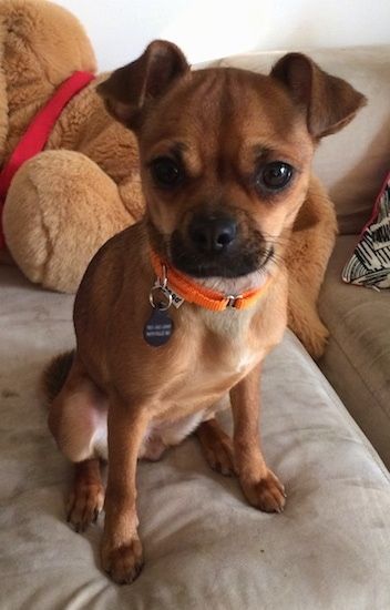 a small brown dog sitting on top of a couch next to a teddybear