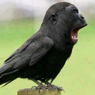 a black bird with it's mouth open on top of a wooden post