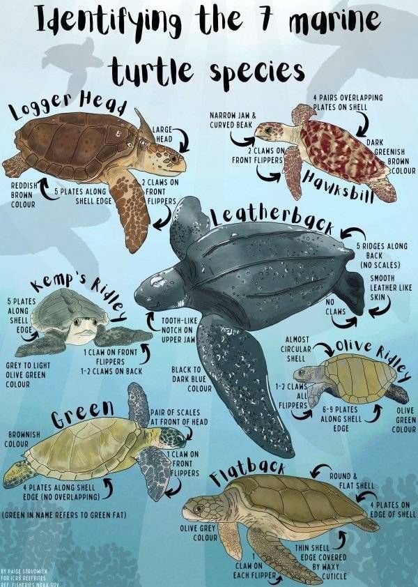 turtle identification poster with sea turtles in different colors and names, including the number 1 marine turtle