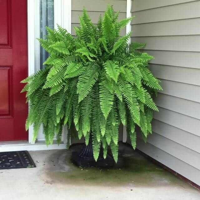 a large green plant sitting on the side of a house