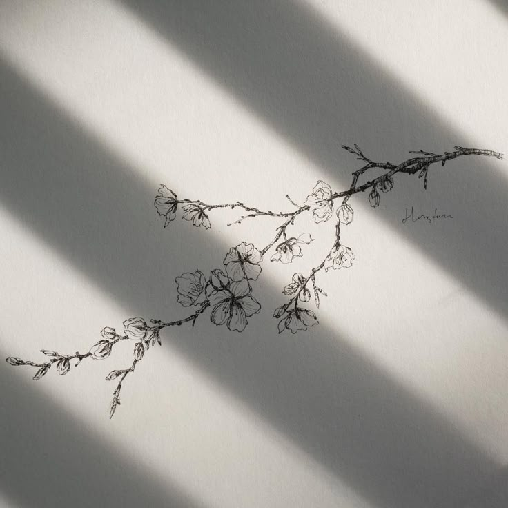 the shadow of a plant is cast on a white wall with long thin strips of light coming through it