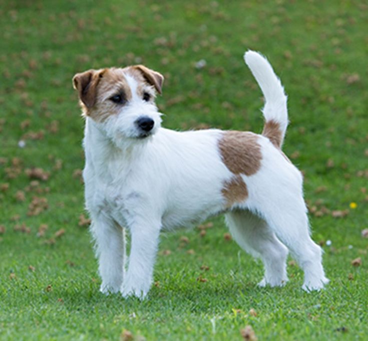 a brown and white dog standing on top of a lush green field