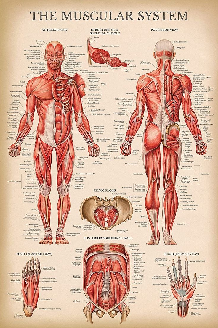 the muscular system is shown in this medical poster, which shows muscles and tendors