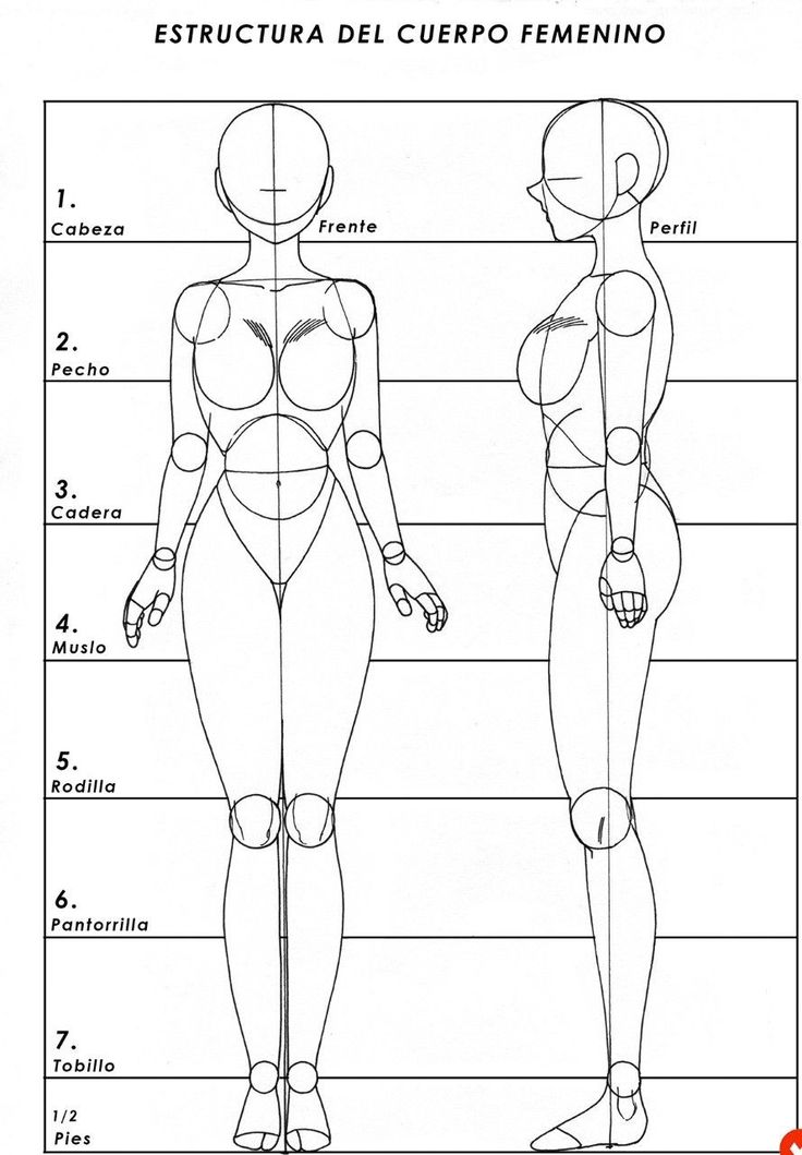 the female body is shown in this diagram, and it shows how to measure each part