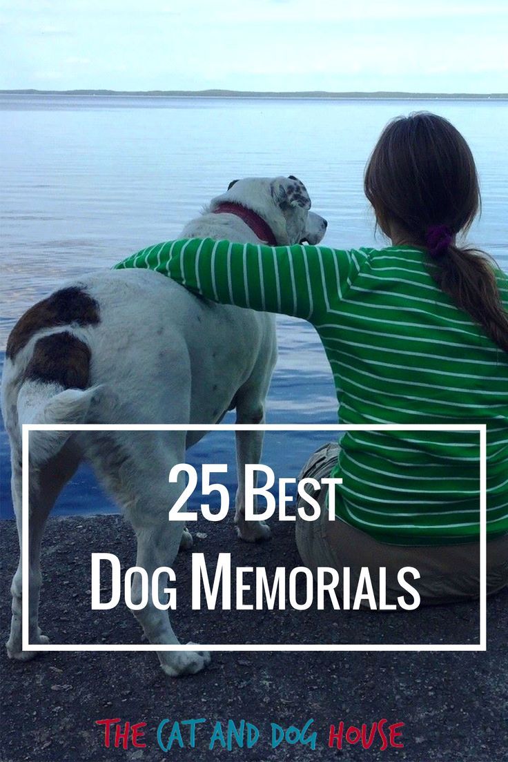 White pitbull-Labrador cross dog staring out at lake with woman sitting next to her with her arm on the dog's back - 25 memorial ideas to honor the dog's memory Dog Memorial Ideas, Memorial Ideas, Catholic Statues, Pet Paw Print, Pet Memorial Stones, Wood Dog, Pet Paws, Losing A Dog, Cat And Dog