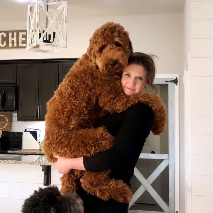 a woman hugging a giant teddy bear in the kitchen with other dogs around her looking at the camera