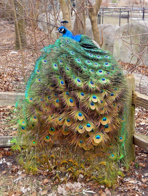 a peacock with its feathers spread out on the ground