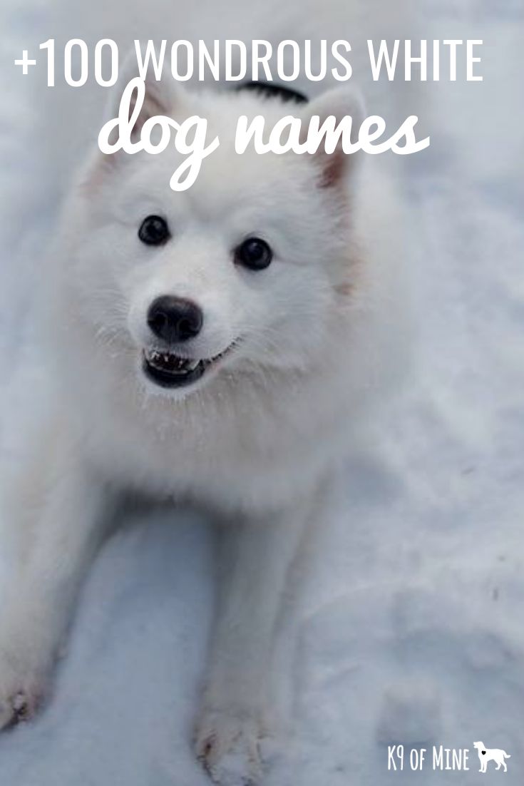 a white dog sitting in the snow with words over it that says, 100 wondroous white dog names