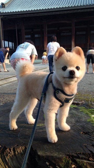 a small white dog standing on top of a wooden stump in front of a building