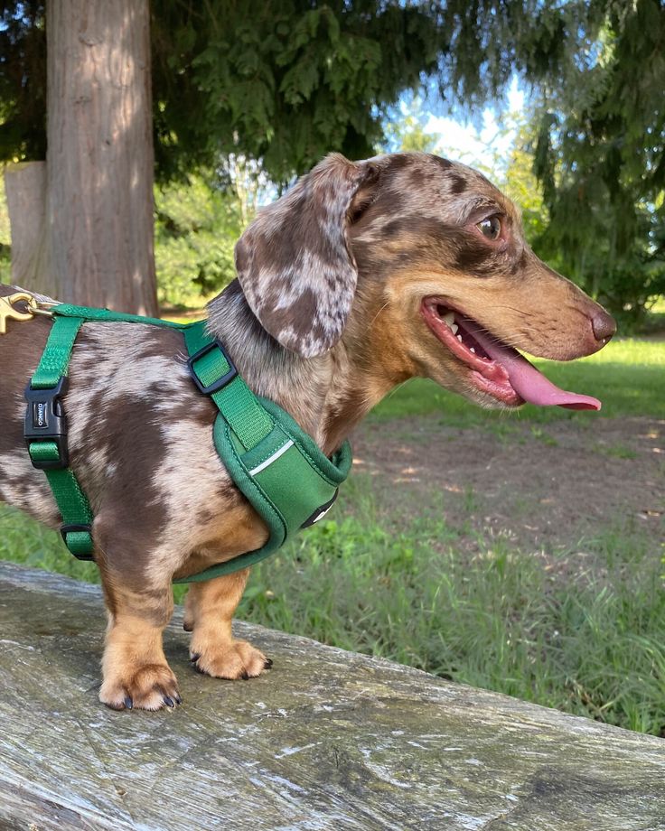 a brown and black dachshund standing on top of a wooden bench with its tongue out