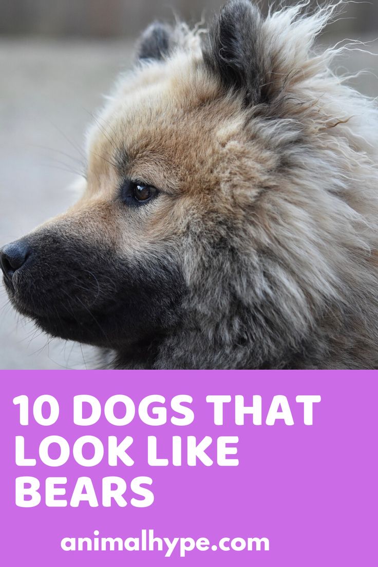 a dog with the words 10 dogs that look like bears on it's face