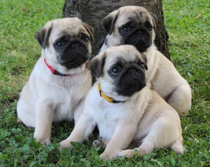 three pug puppies sitting in the grass next to a tree