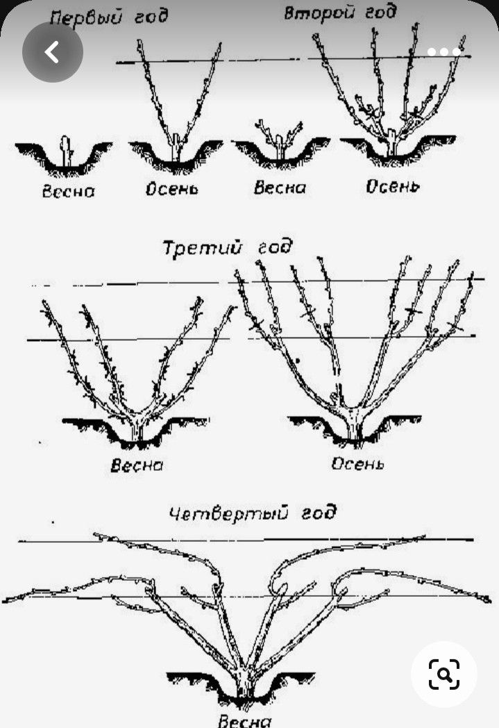 the plant life cycle from an old book, showing different types of plants and their roots