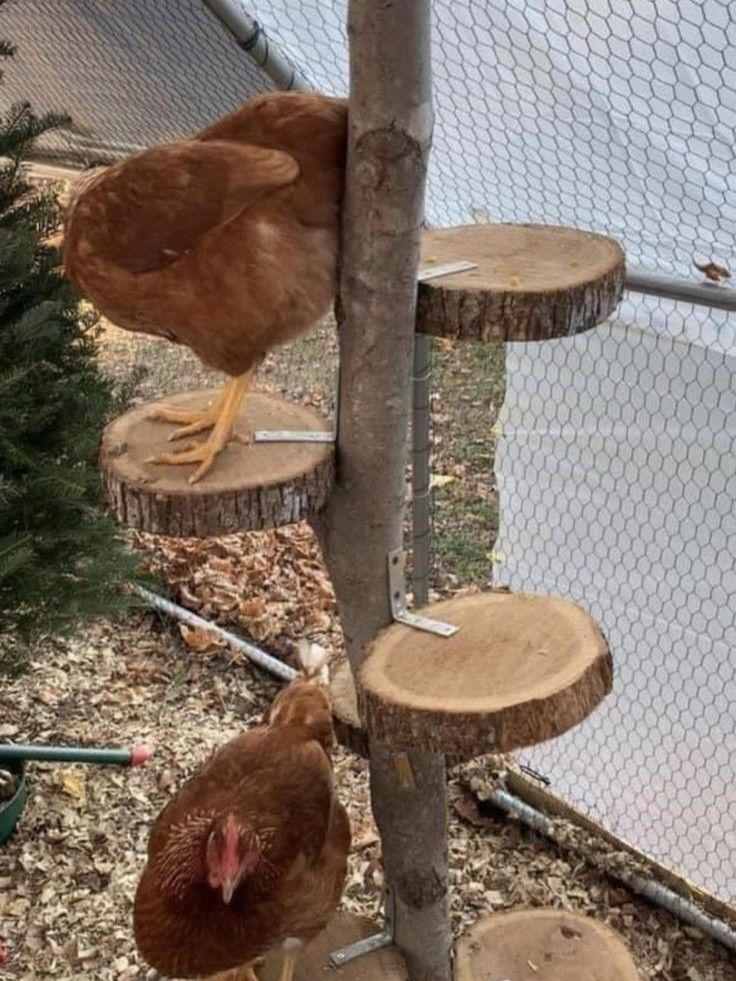 two chickens standing next to each other on top of a wooden tree stump in front of a fence