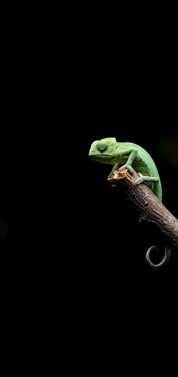 a green chamelon sitting on top of a tree branch