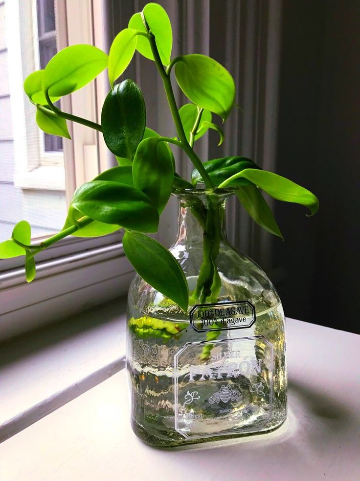 a plant in a glass vase sitting on a window sill