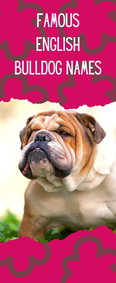 an english bulldog with the words famous english bulldog names