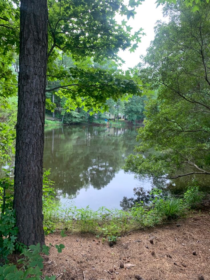 a small pond surrounded by trees in the woods