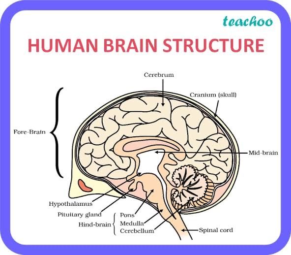 the human brain structure with labels on it and labeled in english words, including the location of the cerebratorys