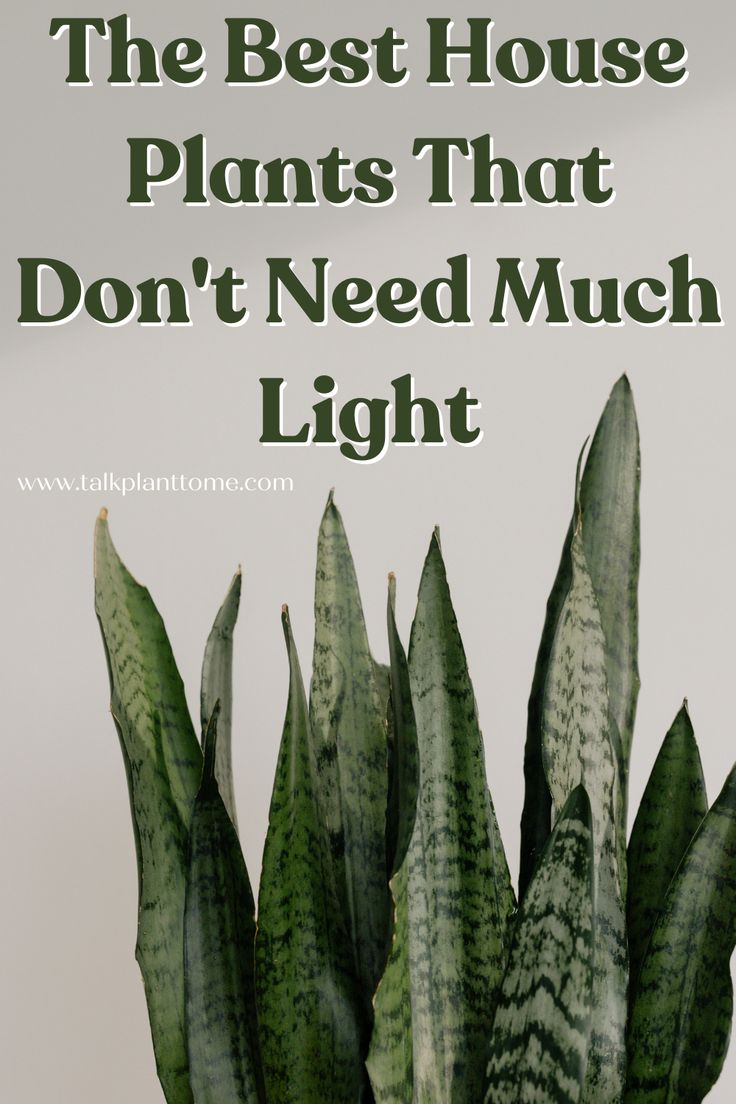 the best house plants that don't need much light are featured in this post