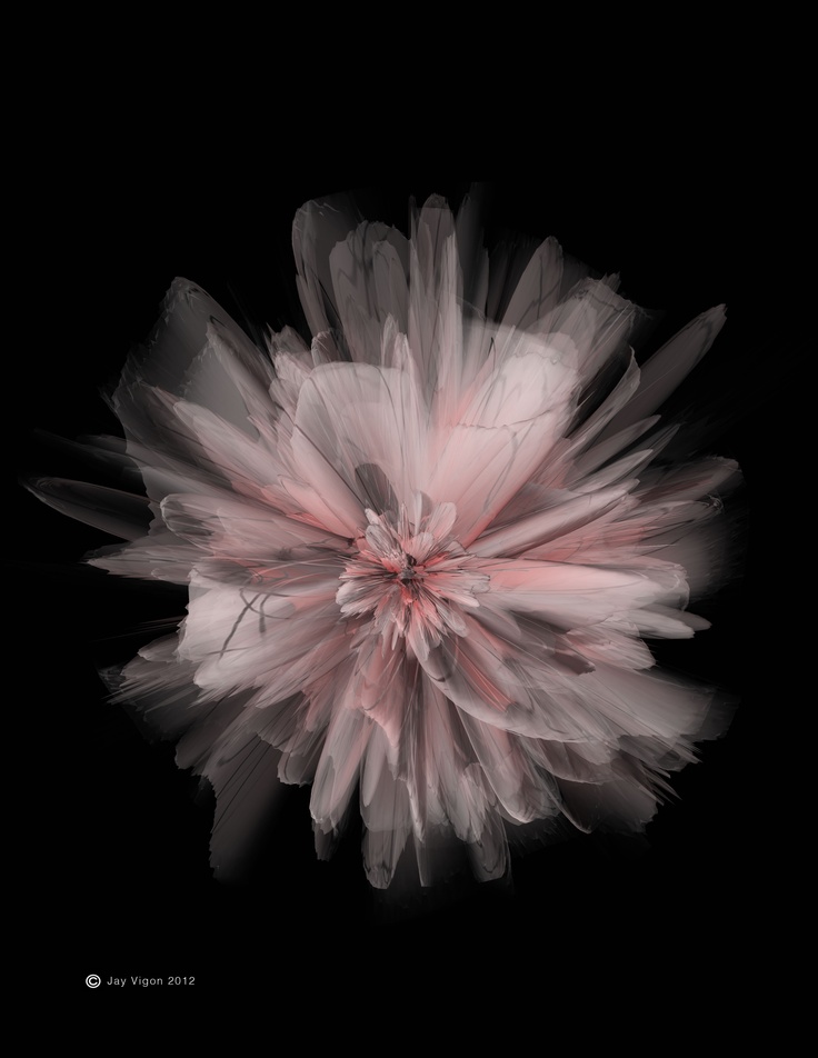 a pink and white flower on a black background