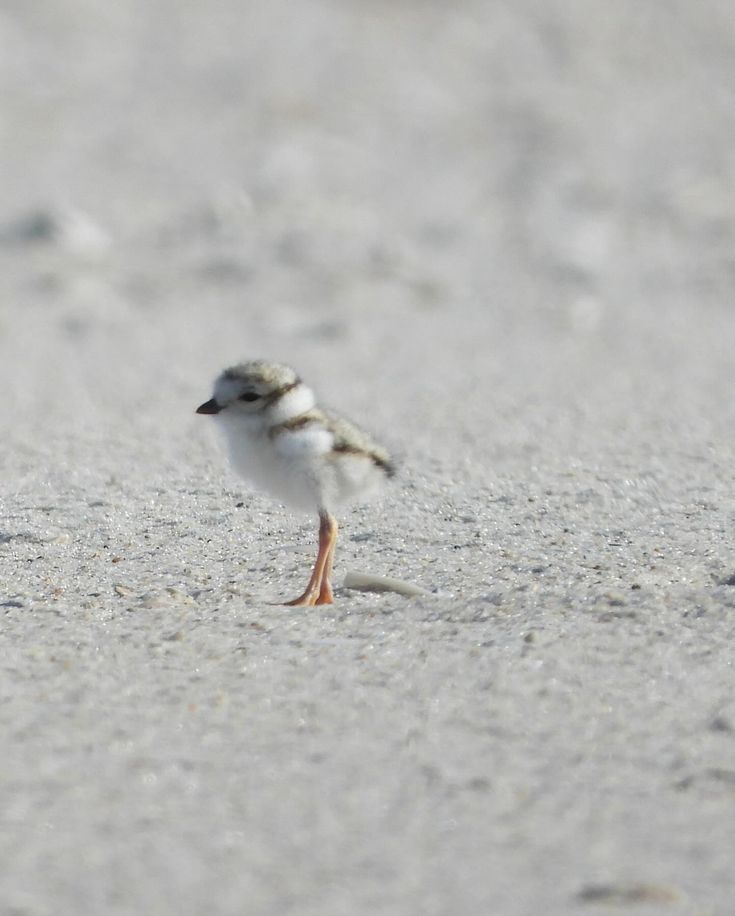 a small bird standing on top of a sandy beach