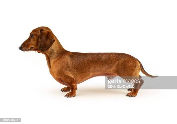 a brown dachshund standing on a white background