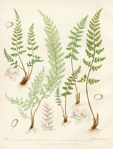 four different types of ferns and other plants on a white paper with brown trim