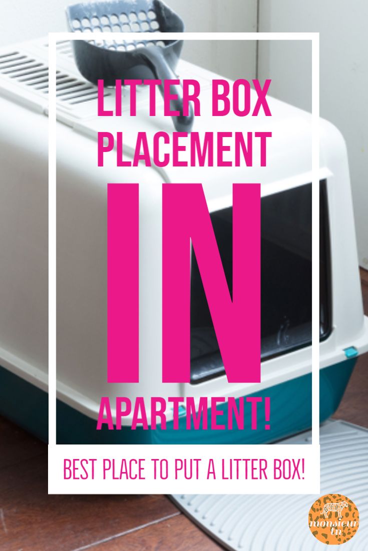 a litter box with the words litter box placement in it