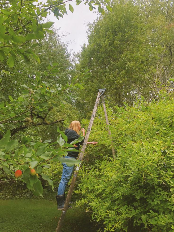 a woman climbing up the side of a ladder to pick berries from a bushy area